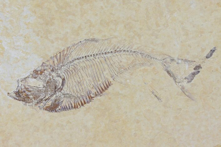 Fossil Fish (Diplomystus) - Green River Formation #120360